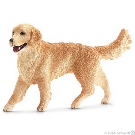 Golden retriever femelle -...