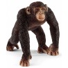 Chimpanzé mâle - Wild Life