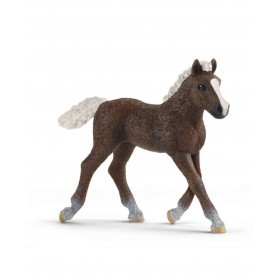 Poulain Forêt noire - Farm...