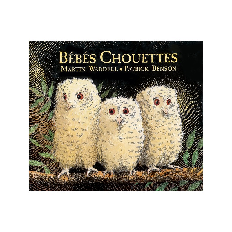 Bébés Chouettes