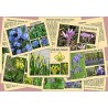 Quelles sont ces fleurs de nos chemins?