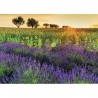 Les champs de provence - Puzzle 1000 pcs