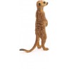 Suricate debout - la vie sauvage