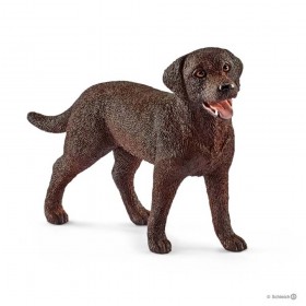 Labrador retriever femelle...