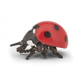 Coccinelle - Les animaux...