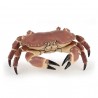 Crabe - L'univers marin