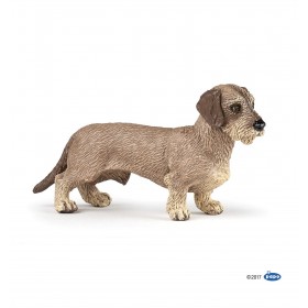 Teckel - Chiens et chats de...