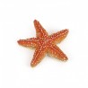 Etoile de mer - L'univers marin