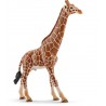 Girafe mâle - Wild Life