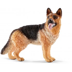 Berger allemand femelle -...