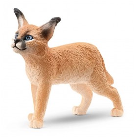 Jeune caracal - Wild Life