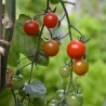 Kit pot terre cuite 8 cm - Tomate cerise bio