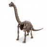 4M Déterre ton dinosaure (Brachiosaure)