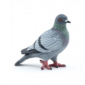 Pigeon - Les animaux des...
