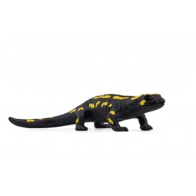 Salamandre tachetée - Wild...