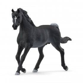 Etalon arabe - Horse Club