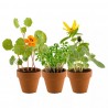 Mini serre 6 pots - Mon premier jardin