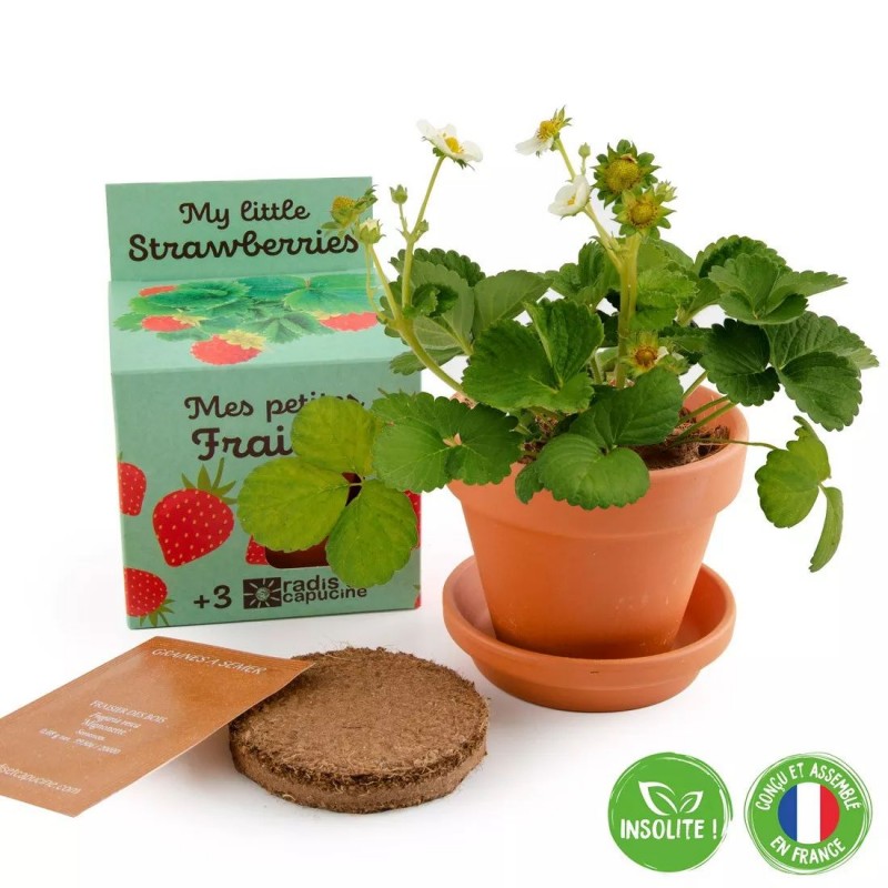 Kit terre cuite 8 cm - Mes petites fraises