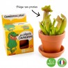 Kit terre cuite 8 cm - Ma plante carnivore