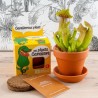 Kit terre cuite 8 cm - Ma plante carnivore