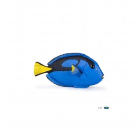 Poisson chirurgien -...