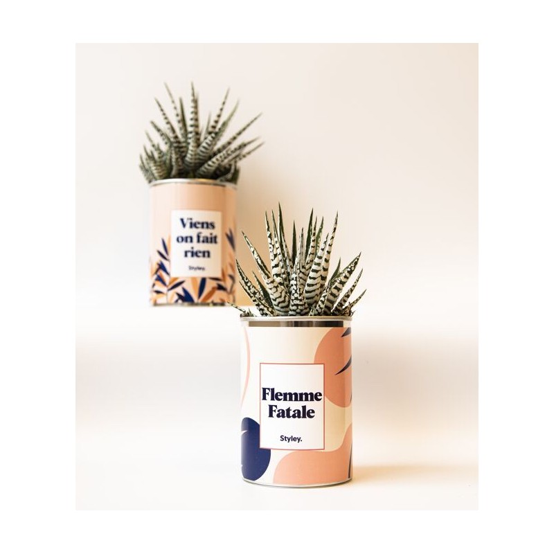 Plante grasse / Cactus - Flemme fatale