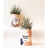 Plante grasse / Cactus - Flemme fatale