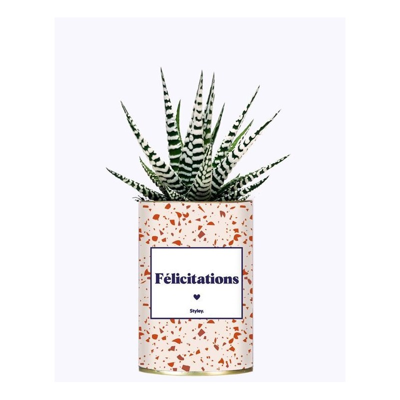 Plante grasse / Cactus - Félicitations