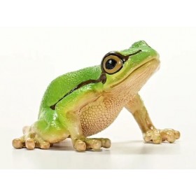 Rainette verte - Wild Live