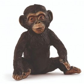 Jeune chimpanzé - Wild Life