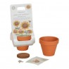 Little Dutch - Kit de plantation Tournesol