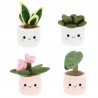 Peluche plante - Calathea