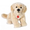Golden retriever - 30 cm