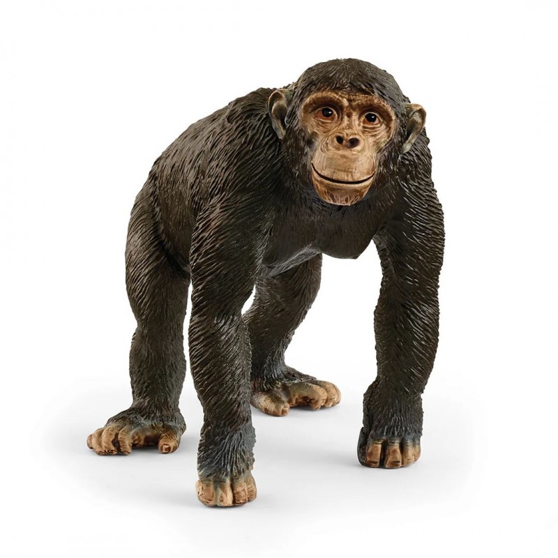 Chimpanzé - Wild Life Chimpanzé - Wild Life