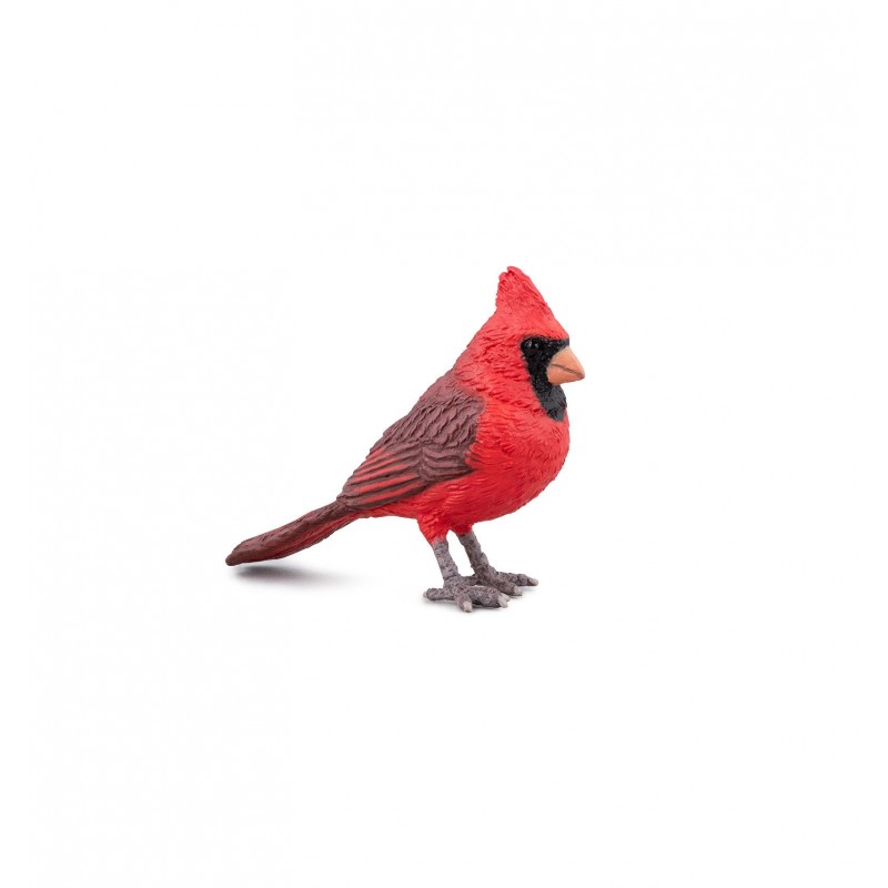 Cardinal rouge - Les animaux des jardins Cardinal rouge - Les animaux des jardins