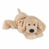 Labradoodle - 40 cm