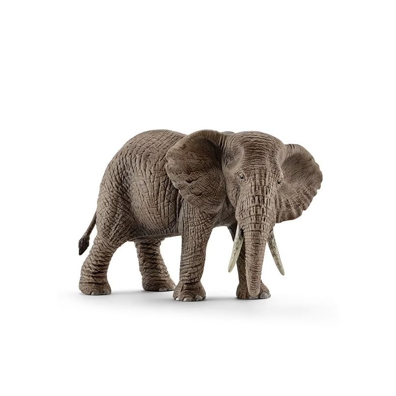 Eléphant d'Afrique Femelle - Wild Life Eléphant d'Afrique Femelle - Wild Life