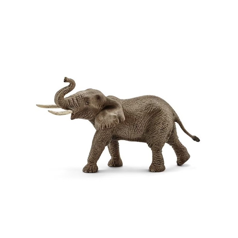 Eléphant d'Afrique Mâle - Wild Live